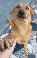 Voluntário ajudando animais